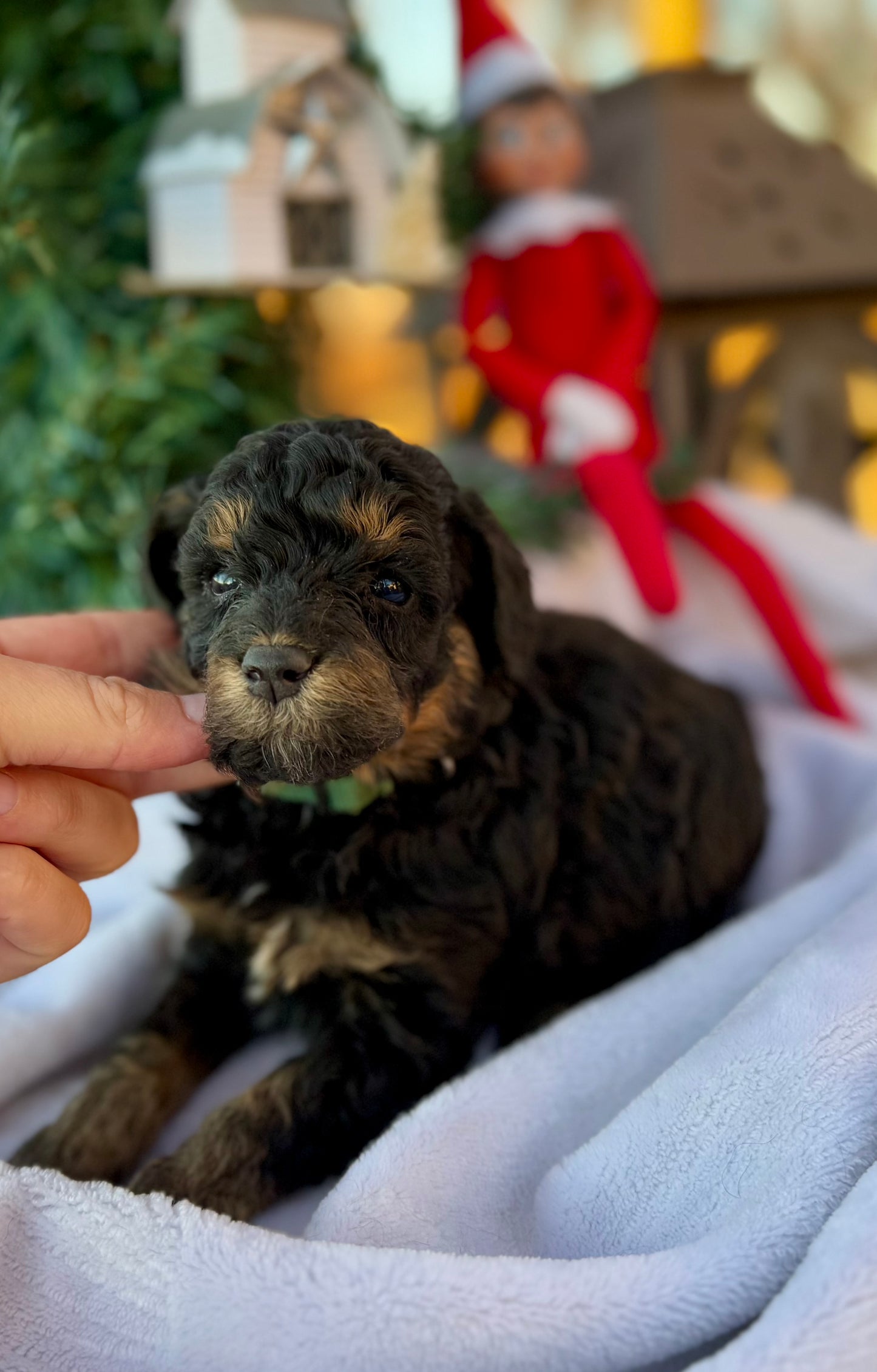 F1bb Micro Bernedoodle (Male) "Grinch"