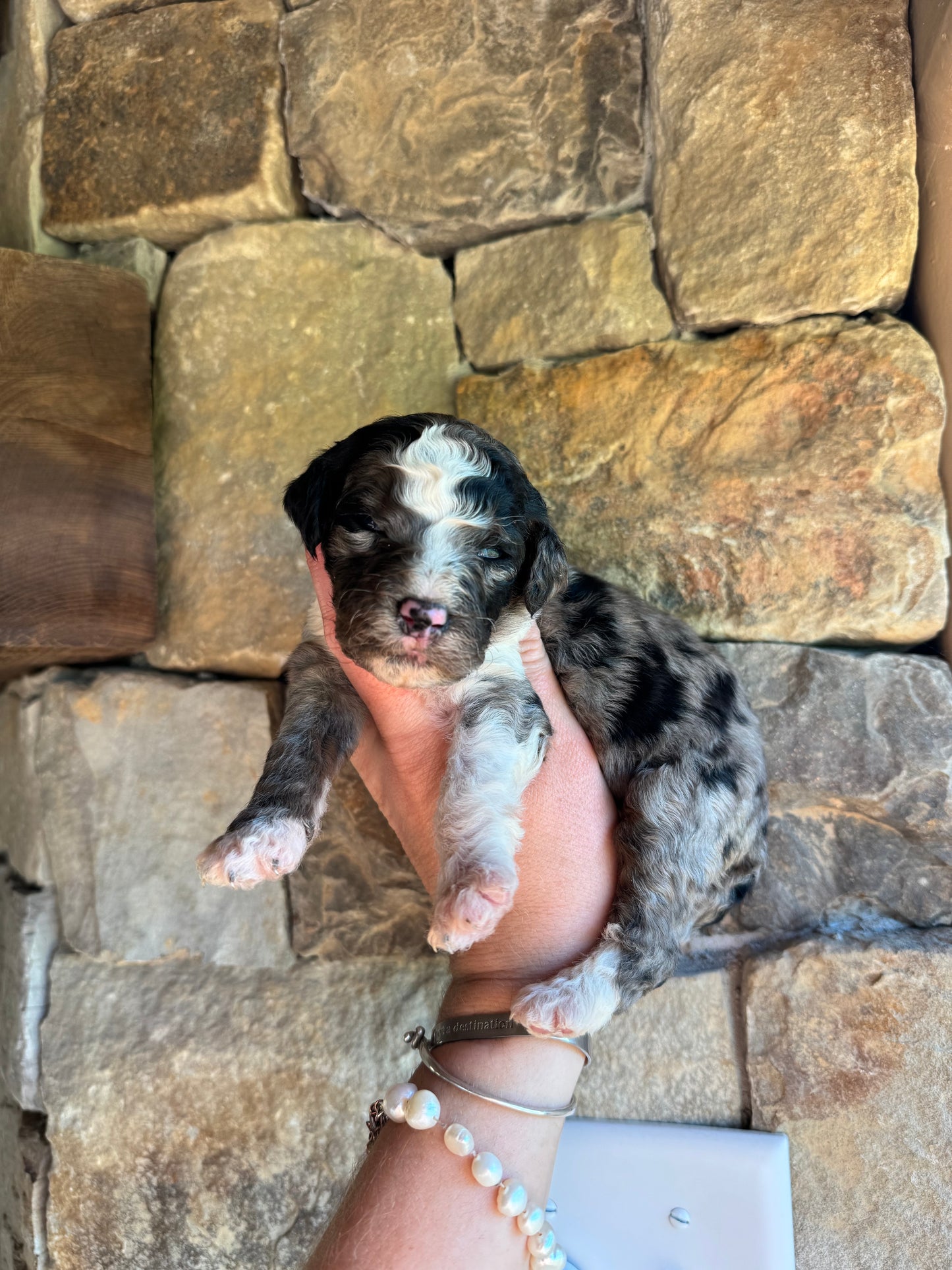 F1B Mini/ Medium Bernedoodle (female) “Coke”