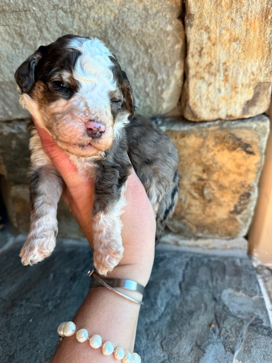 F1B Mini/ Medium Bernedoodle (male) “Dr.Pepper”