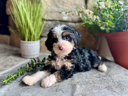 F1B mini Bernedoodle (female) “Sneezy”