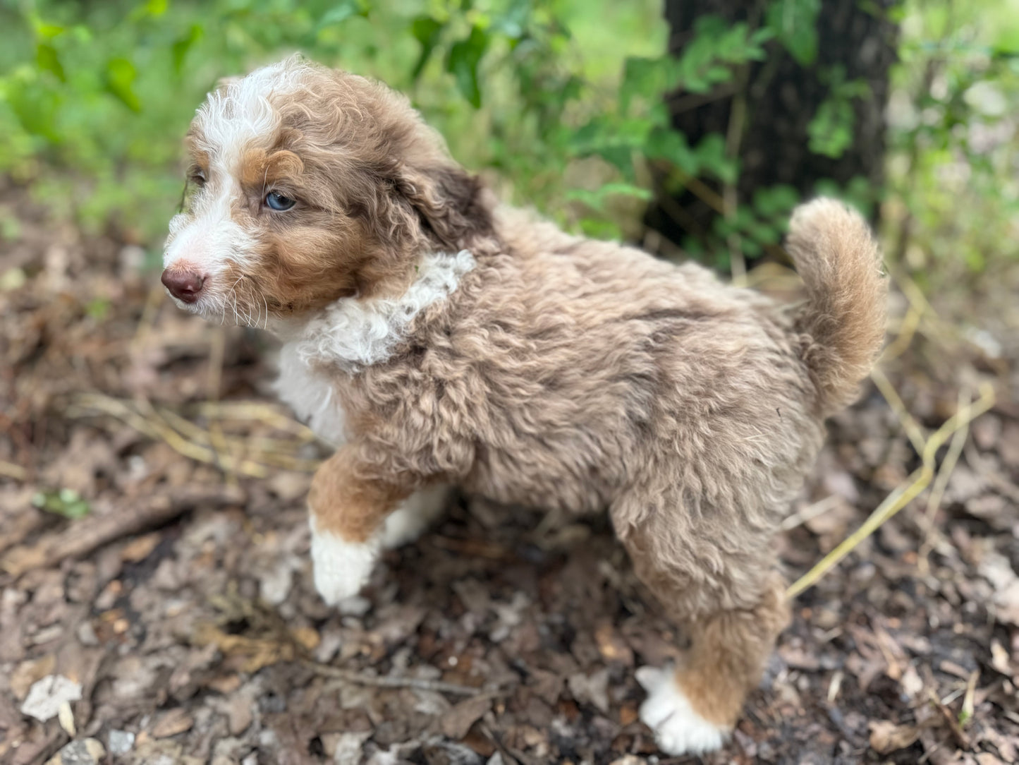 F1B Medium Bernedoodle (male) "Captain Gantu ”