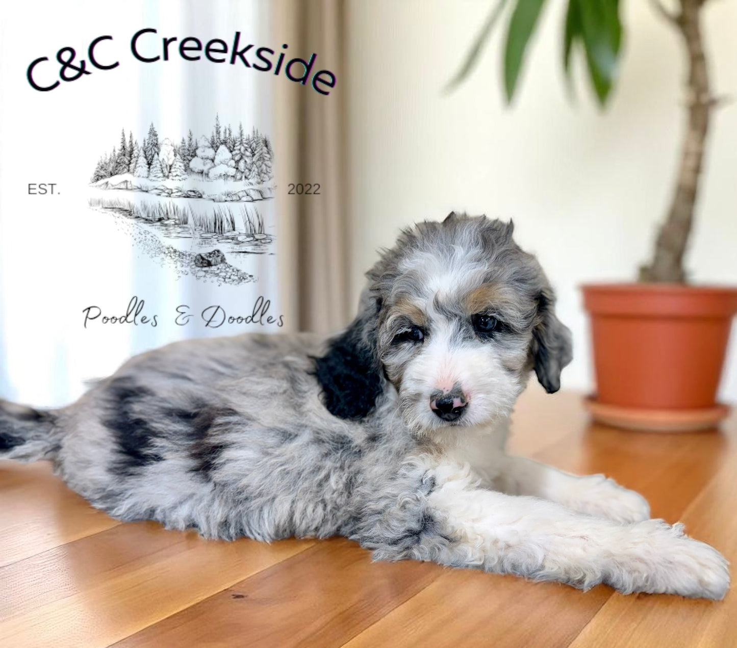 F1B Medium Bernedoodle (Female) "Nani”
