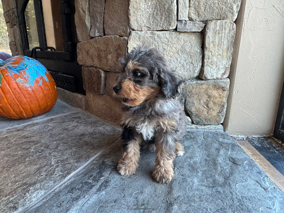 F1B Micro/Mini Bernedoodle (male) “Fritz”