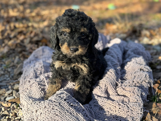 F1bb Micro Bernedoodle (female) “Izzy”