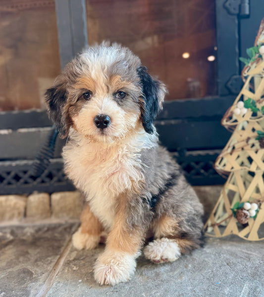 F1 Standard Bernedoodle (male) “Captain Von Trapp”