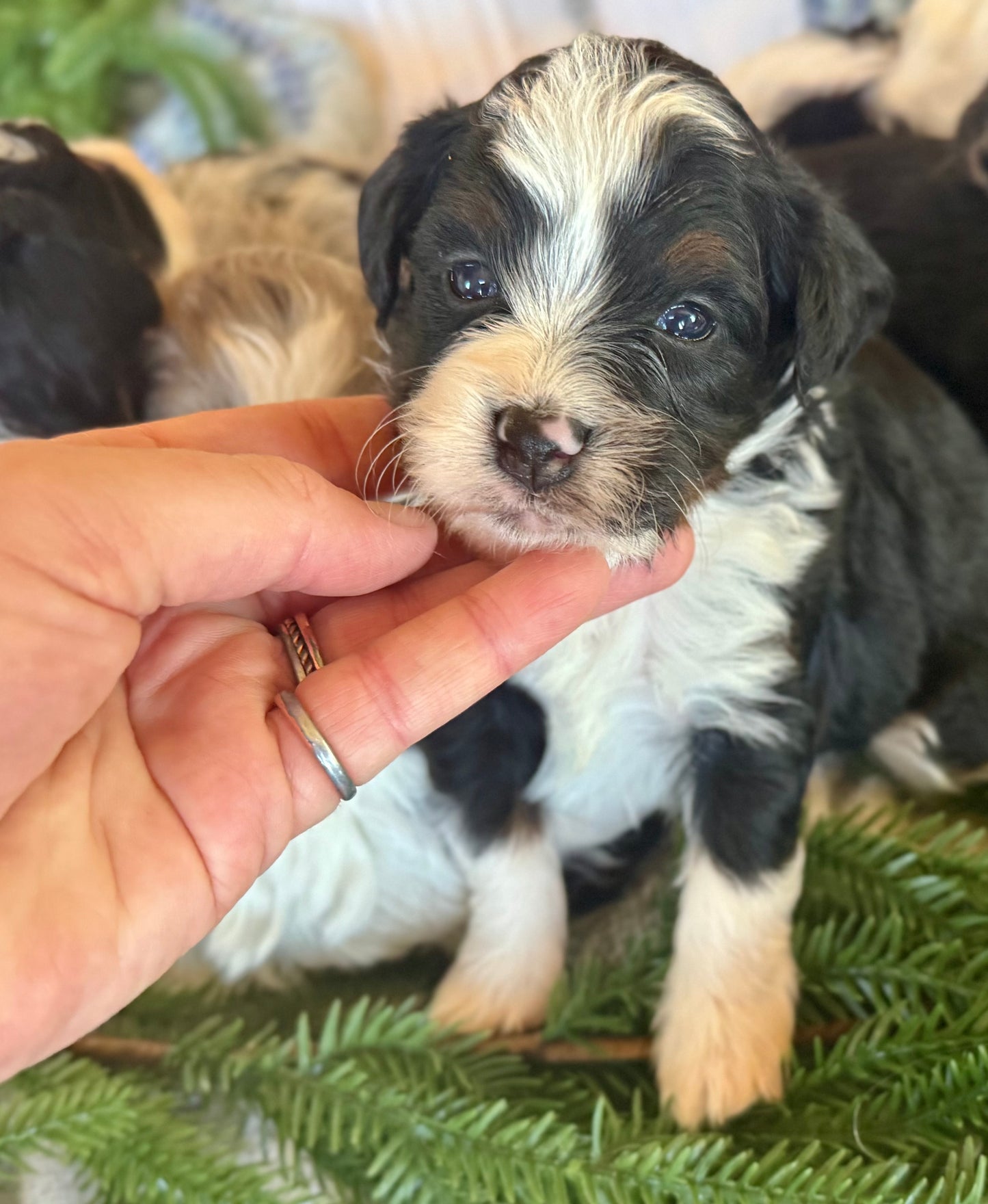 F1B Micro/Mini Bernedoodle (female) "Linnie”