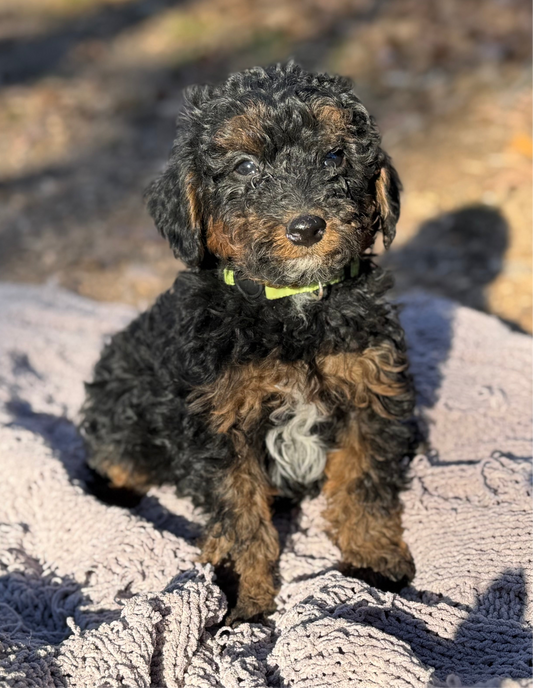 F1bb Micro Bernedoodle (Male) "Grinch"