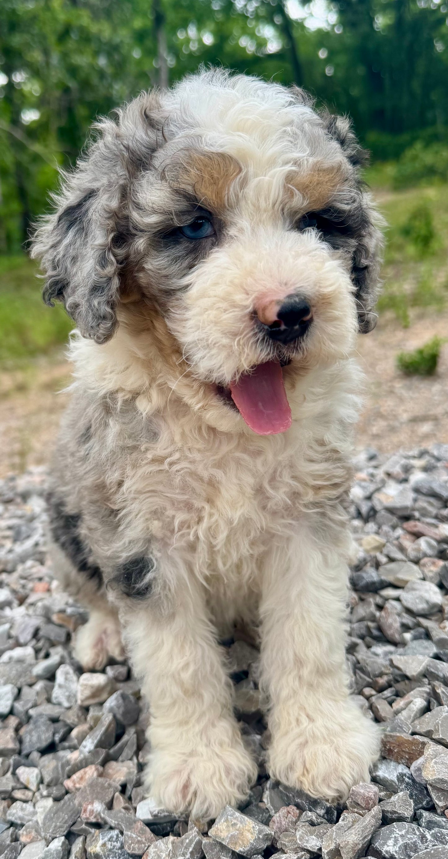 F1B Medium Bernedoodle (male) "Cobra Bubbles ”