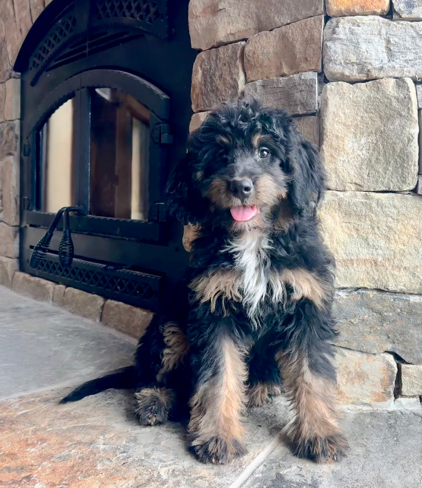 F1 mini  Bernedoodle (female) "Plum”