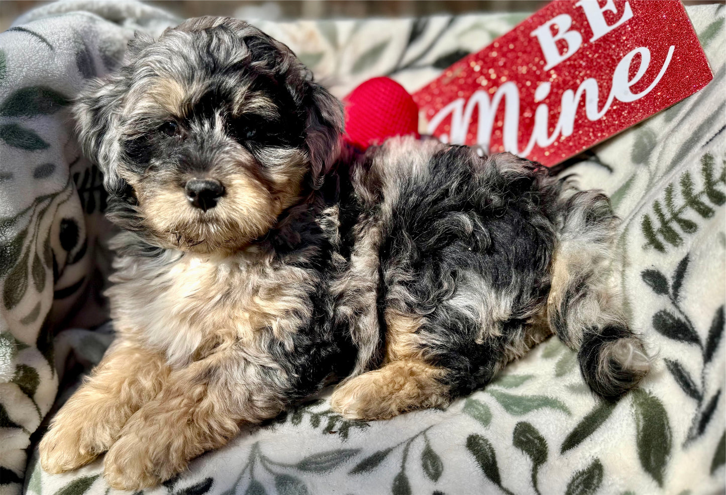 F1b Mini Bernedoodle (male) "Dean”