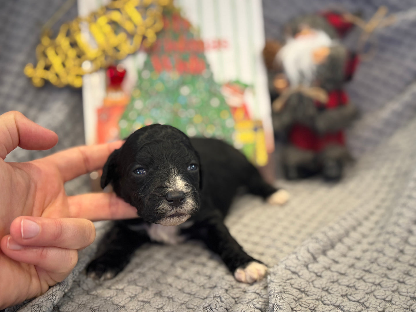 Micro Multigen Bernedoodle (male) "Ross”