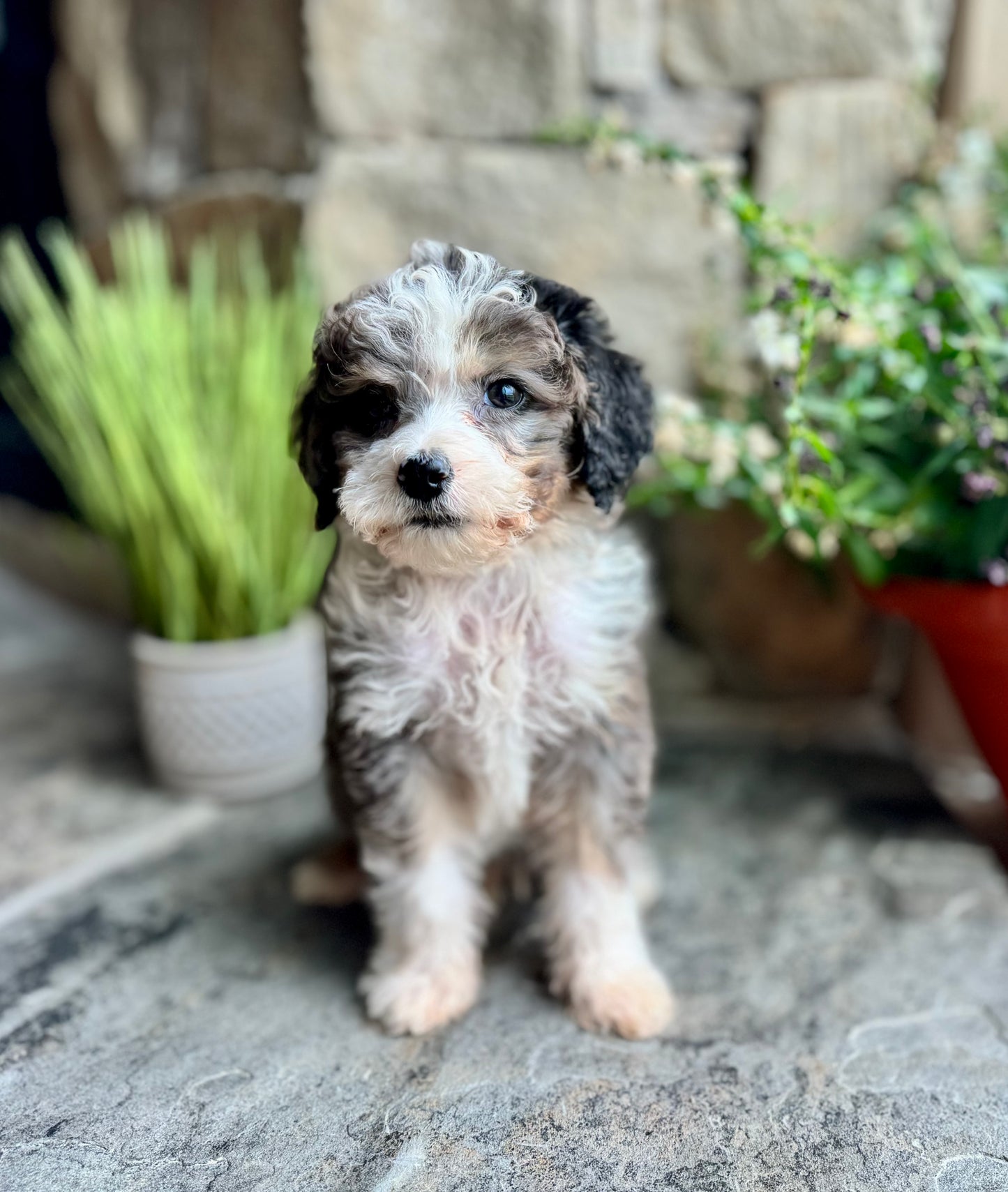 F1B Mini  Bernedoodle (male) “Fanta”