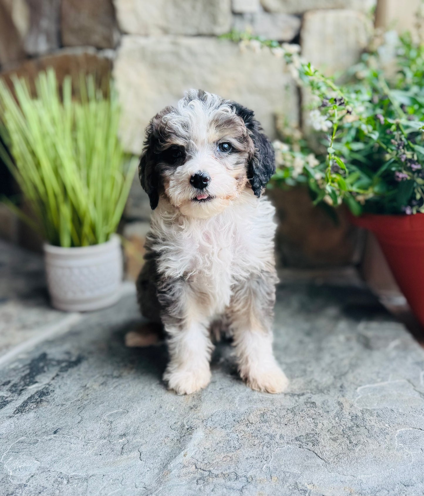 F1B Mini  Bernedoodle (male) “Fanta”