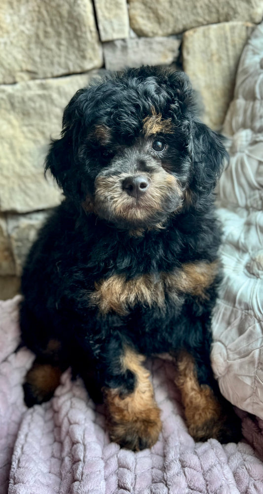 F1BB Micro/Mini Bernedoodle (male) "Thumper”