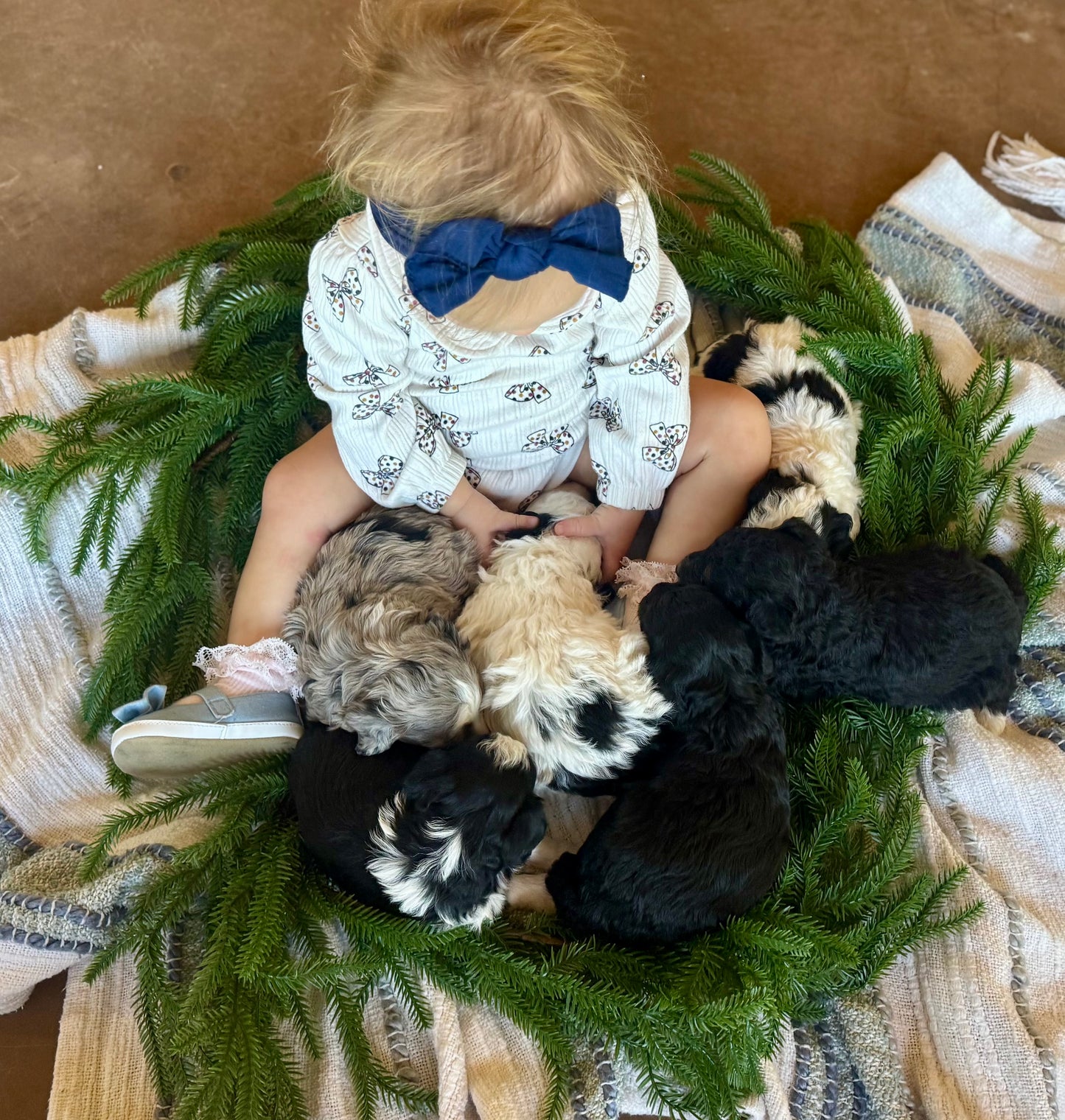 F1B Micro/Mini Bernedoodle (male) "Marv”