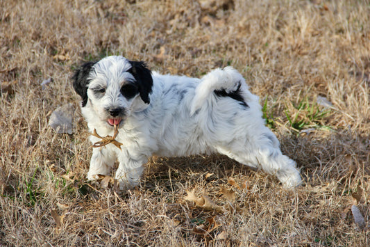 F1bb Micro/Mini Bernedoodle (female) "Jordyn"