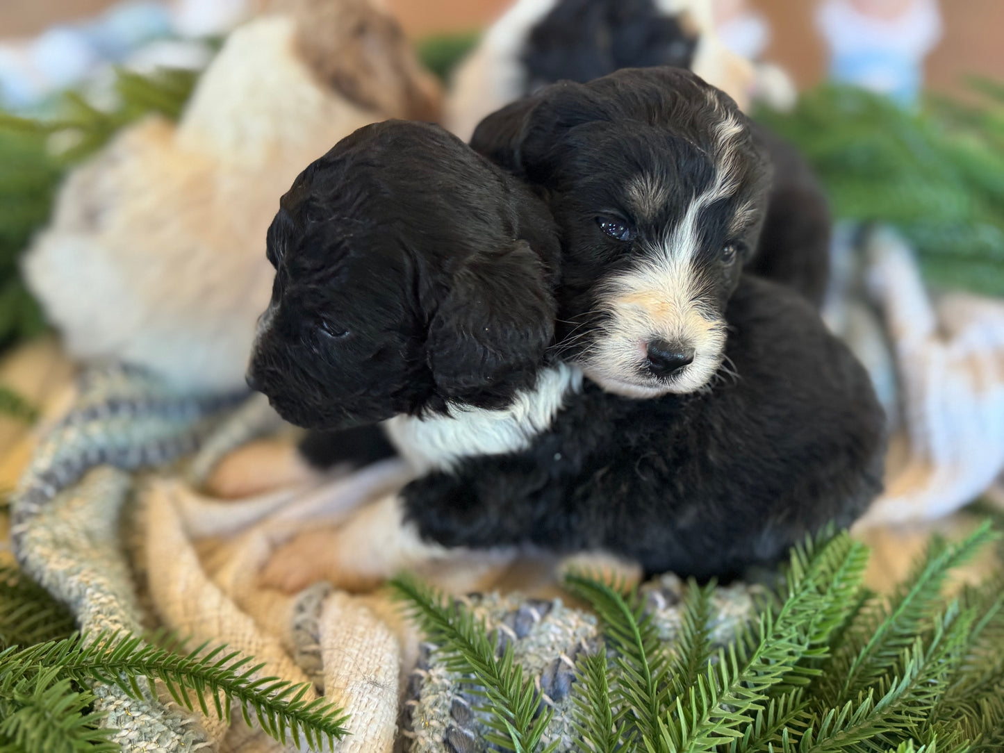 F1B Mini/Medium Bernedoodle (male) "Jerry”