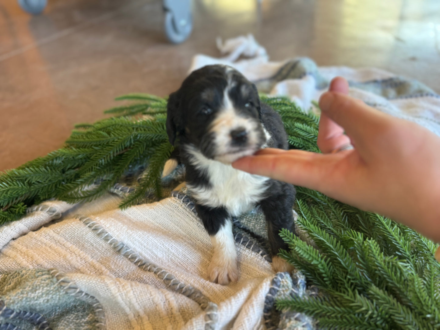 F1B Mini/Medium Bernedoodle (male) "Jerry”