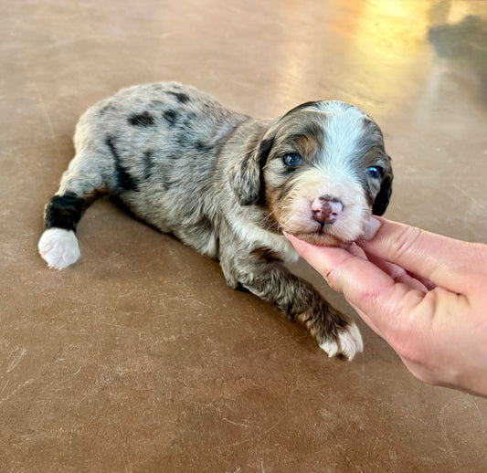 F1 Standard Bernedoodle (female) “Queen”