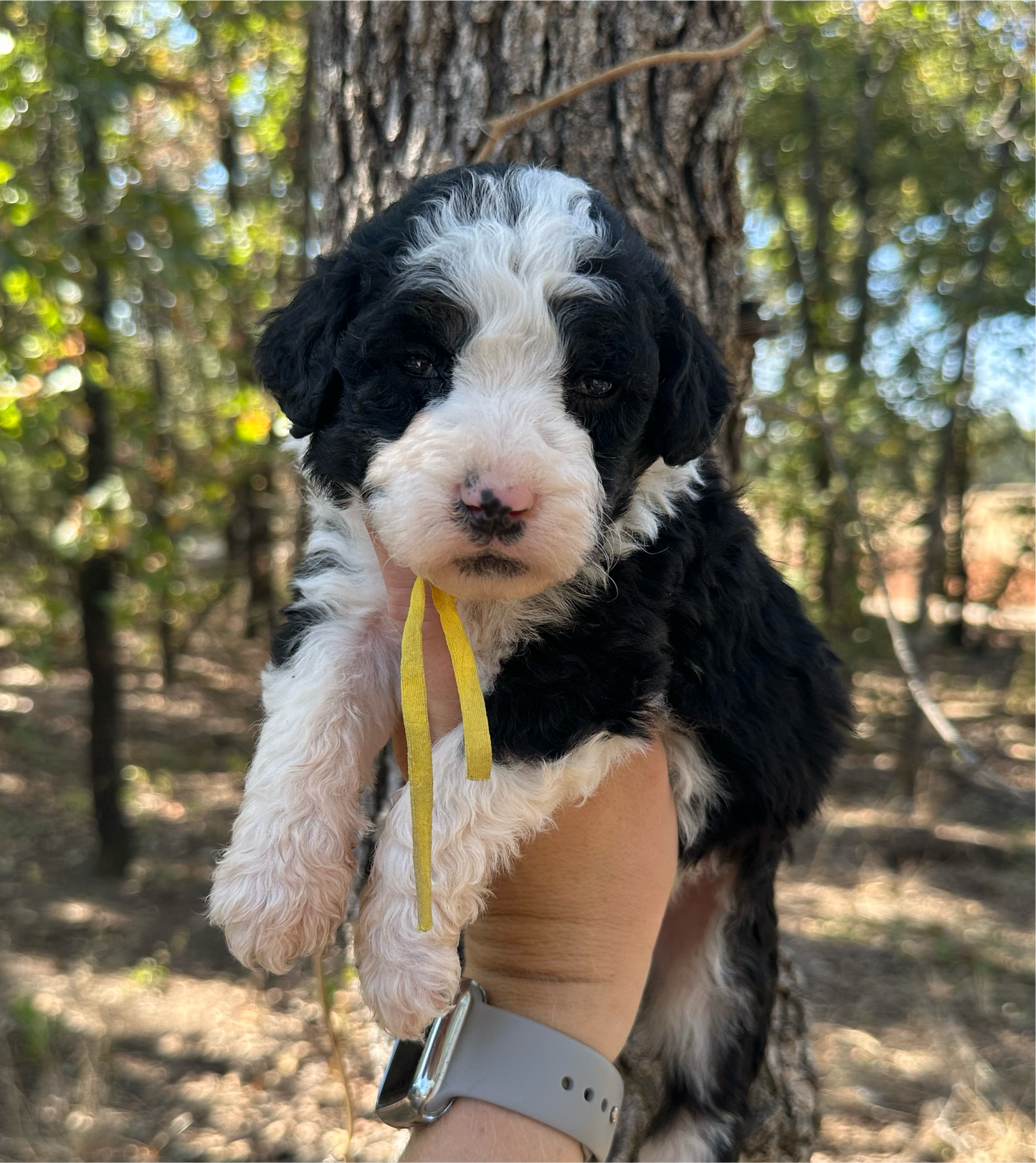 F1b Medium Bernedoodle (Female) "Pumbaa"