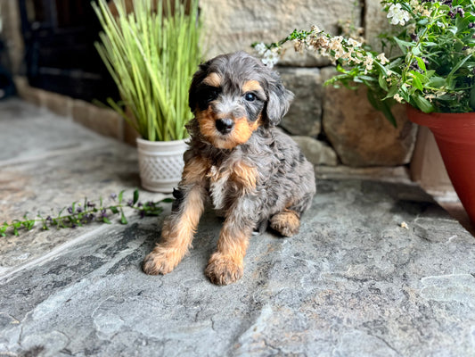 F1B mini Bernedoodle (male) “ Sleepy”