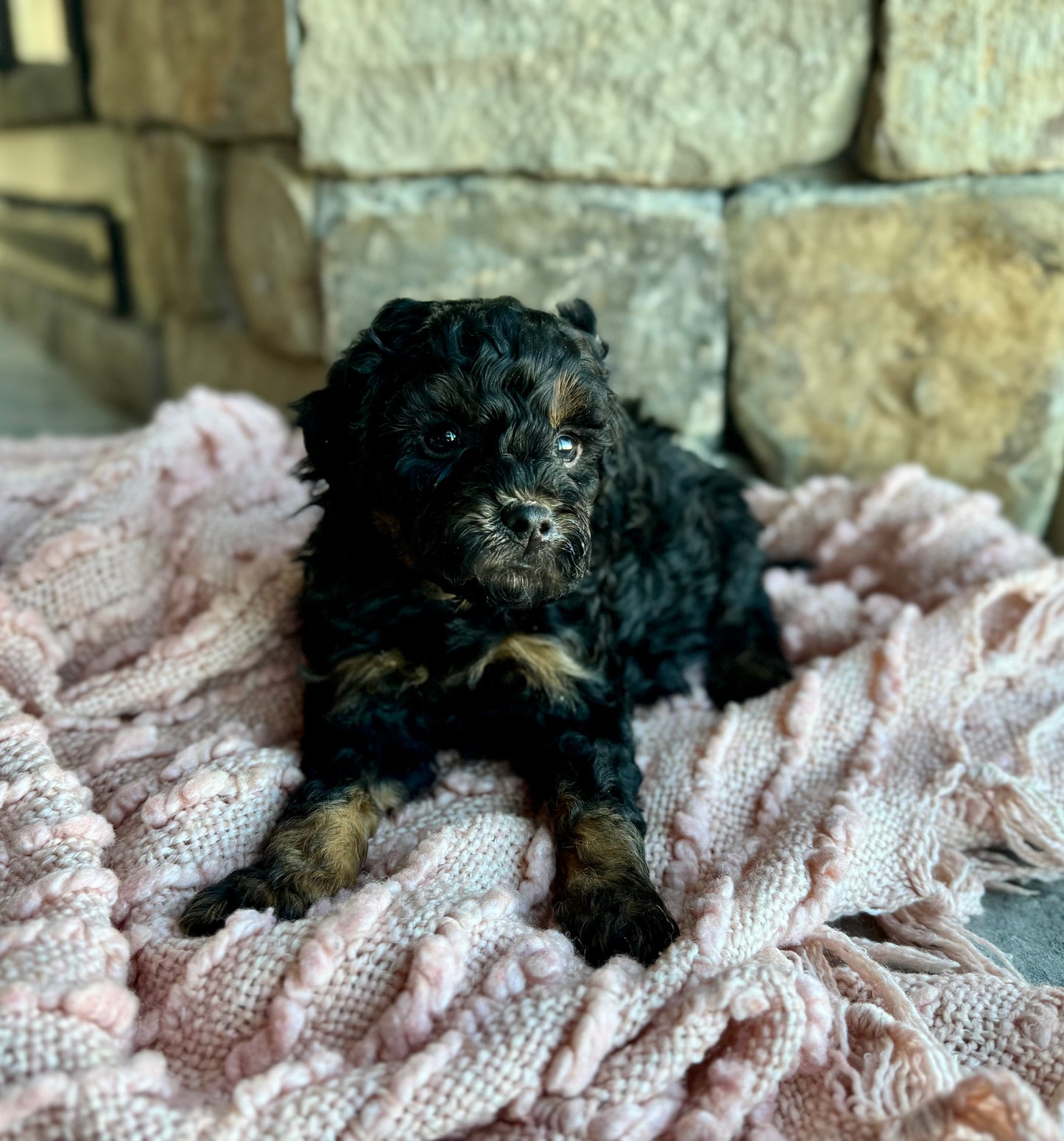 F1BB Micro/Mini Bernedoodle (male) "Thumper”