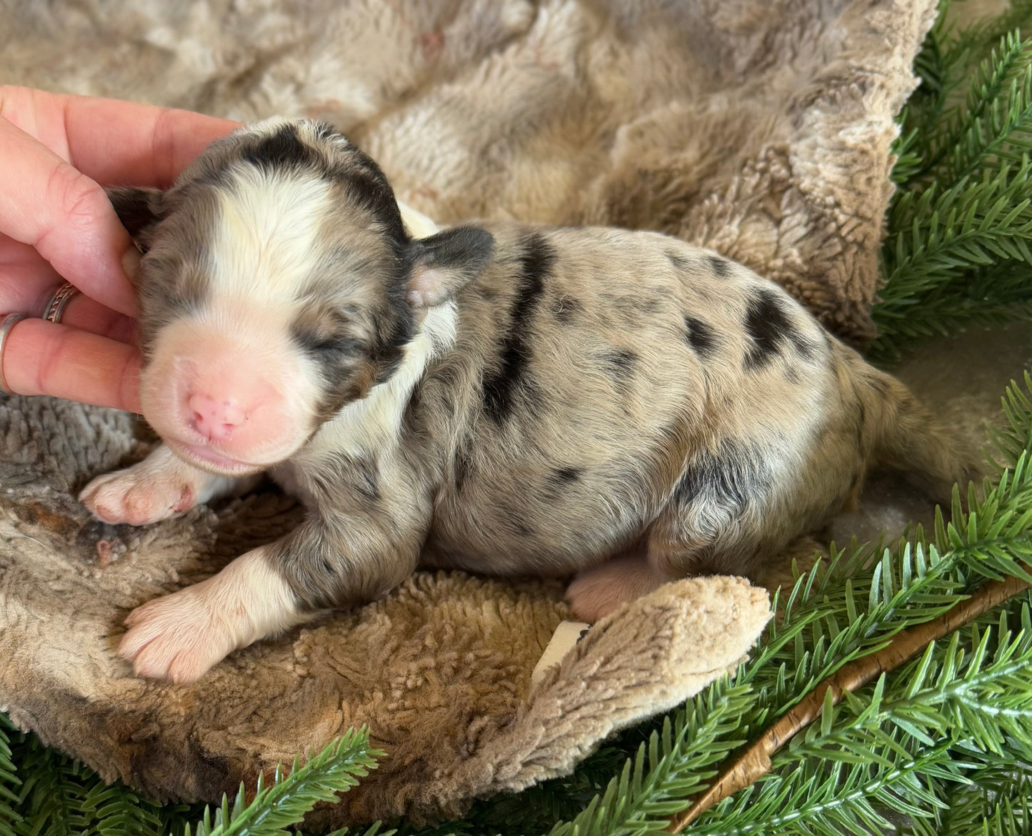 F1 Standard Bernedoodle (female) "Daisy”
