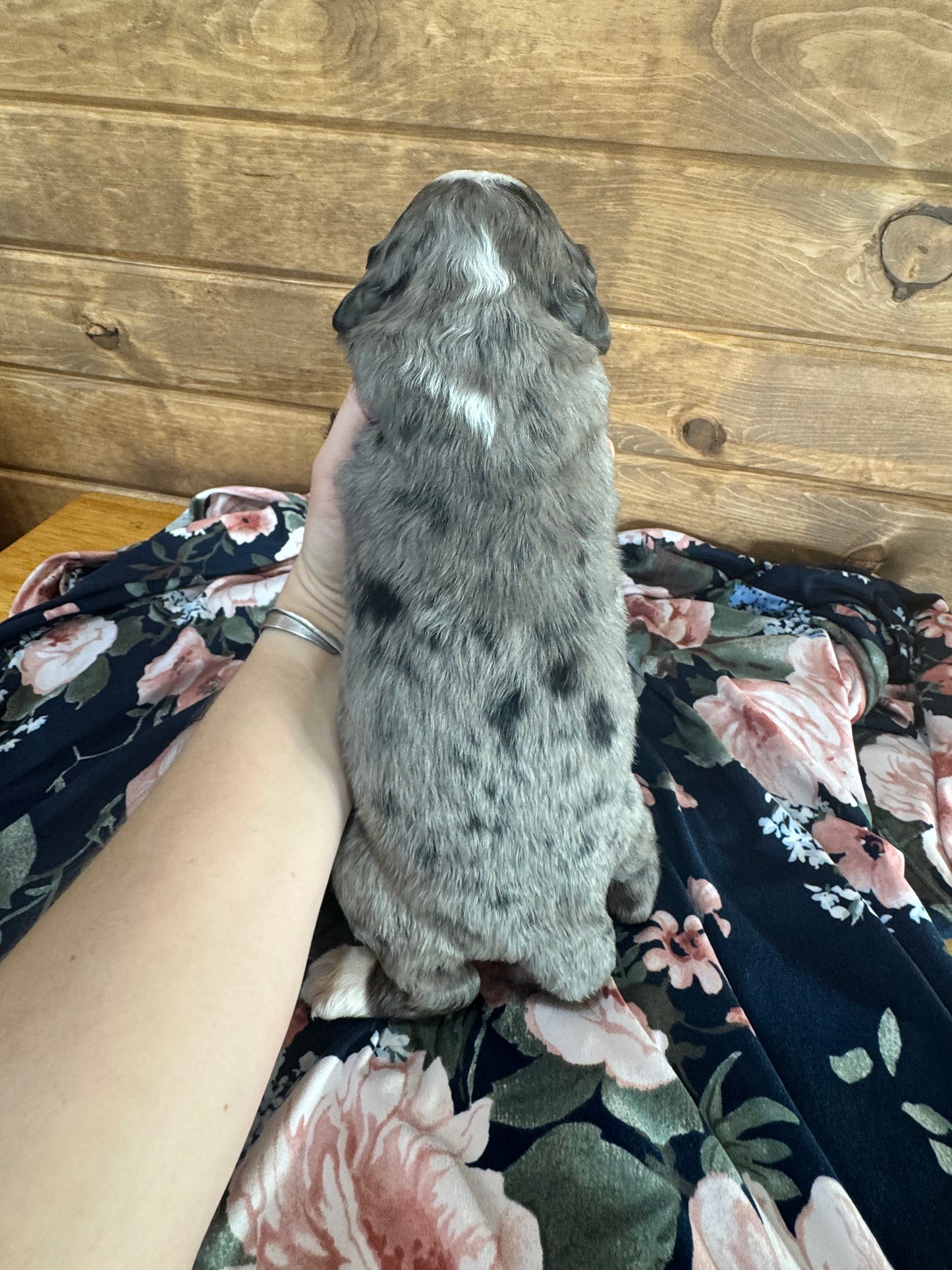 F1 Standard Bernedoodle (female) “Queen”