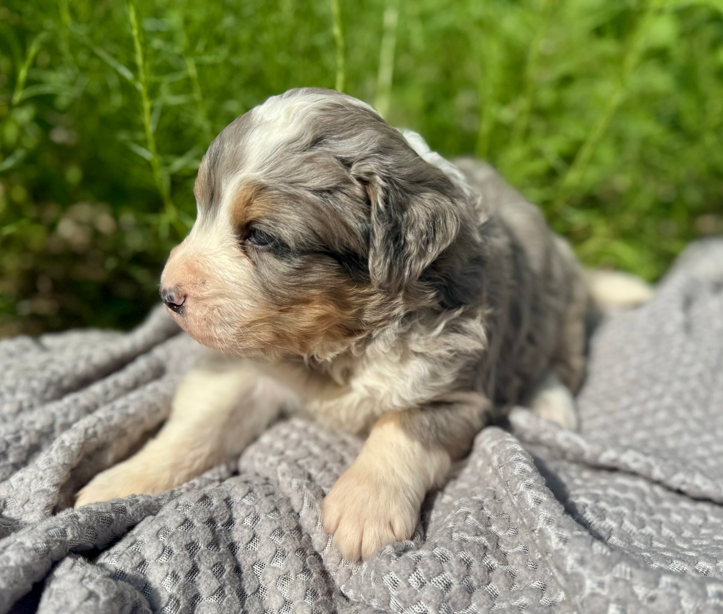 F1 Standard Bernedoodle (male) "Tigger"