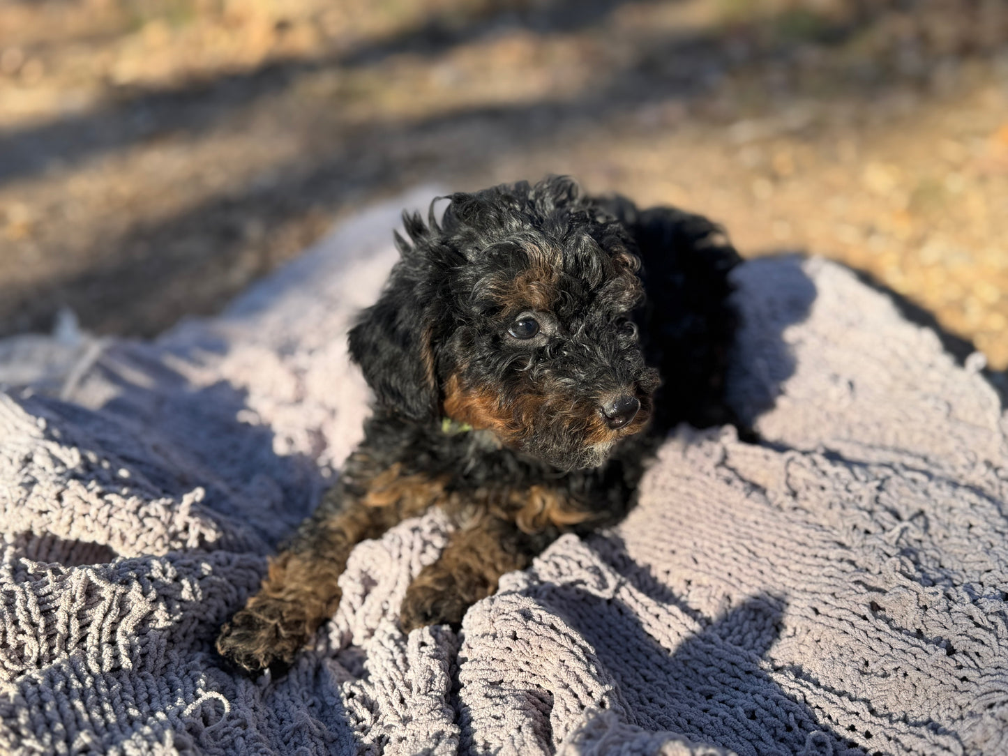 F1bb Micro Bernedoodle (Male) "Grinch"