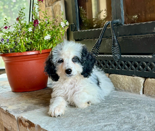 F1B Mini/ Medium Bernedoodle (female) “Diet Pepsi”