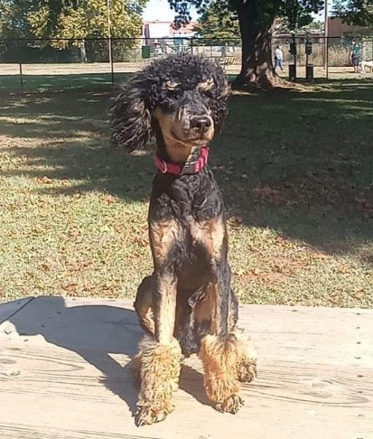 BOURBON POODLE