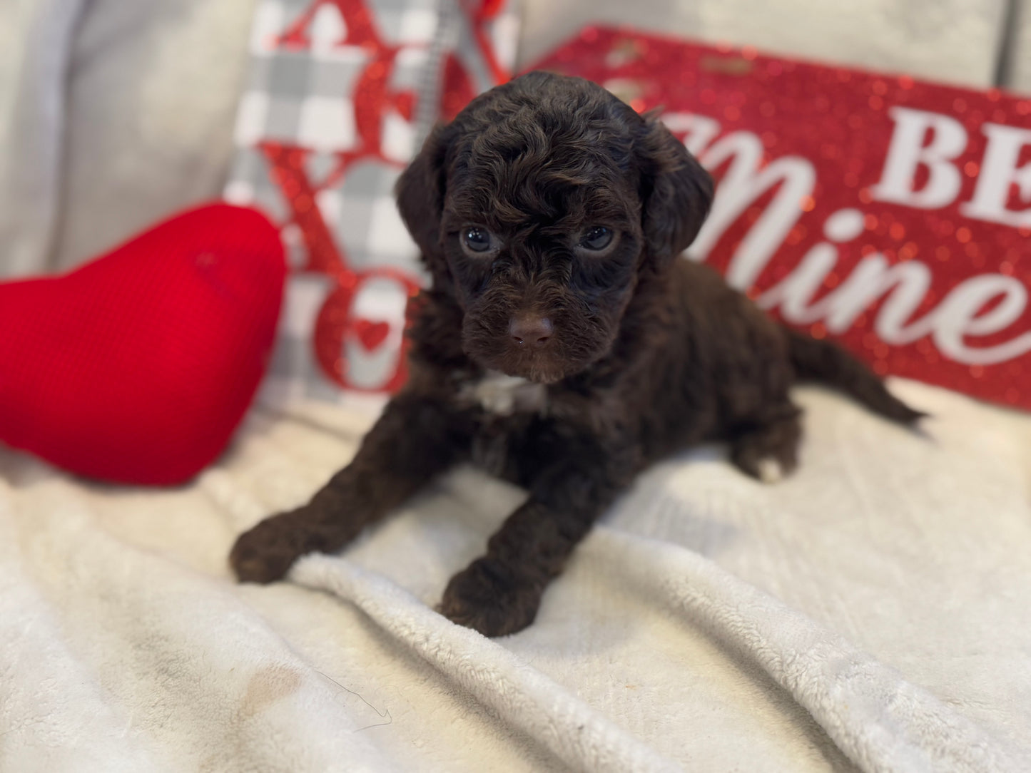 Micro Multigen Bernedoodle (female) "monica"