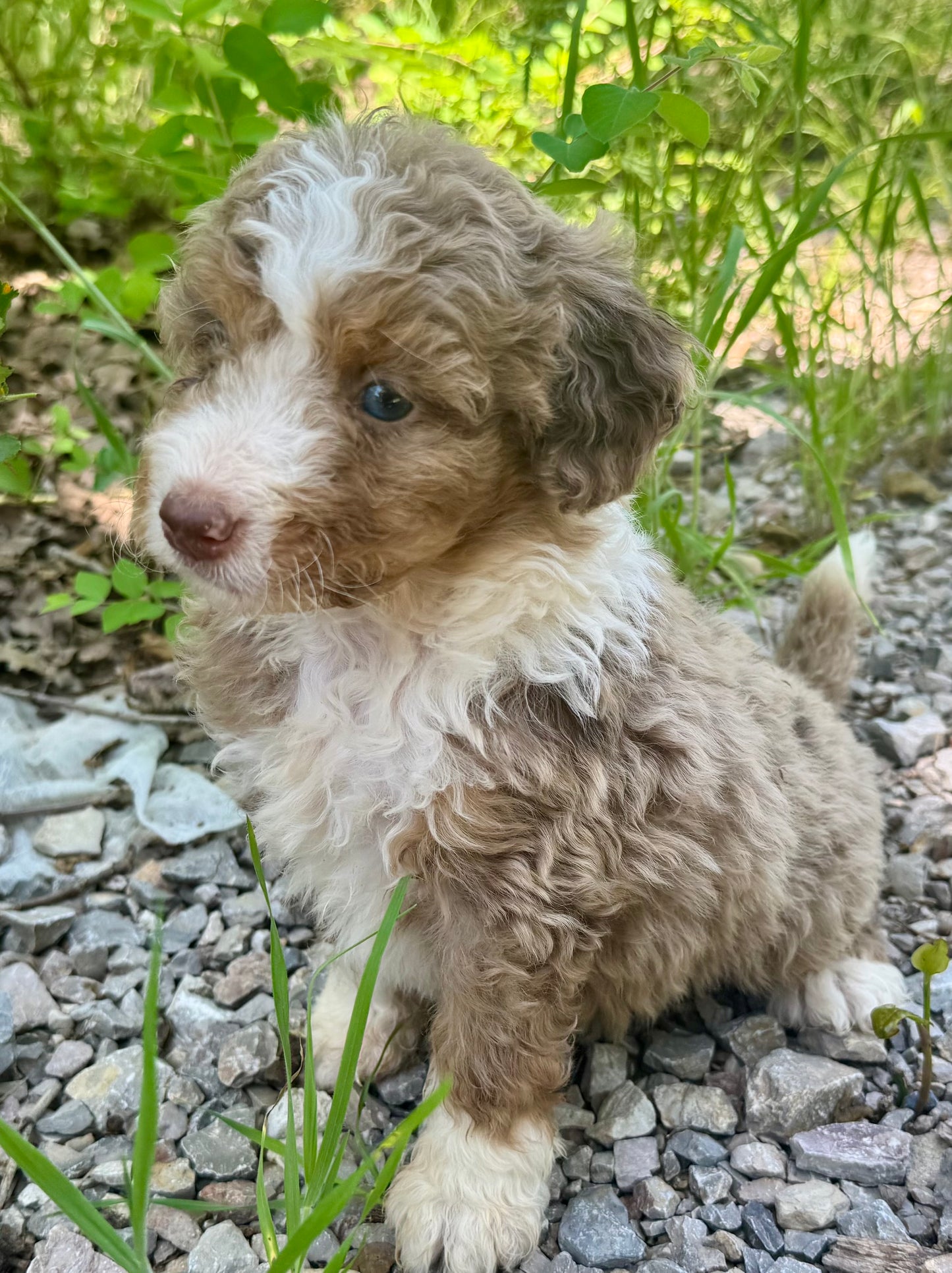 F1B Medium Bernedoodle (male) "Captain Gantu ”
