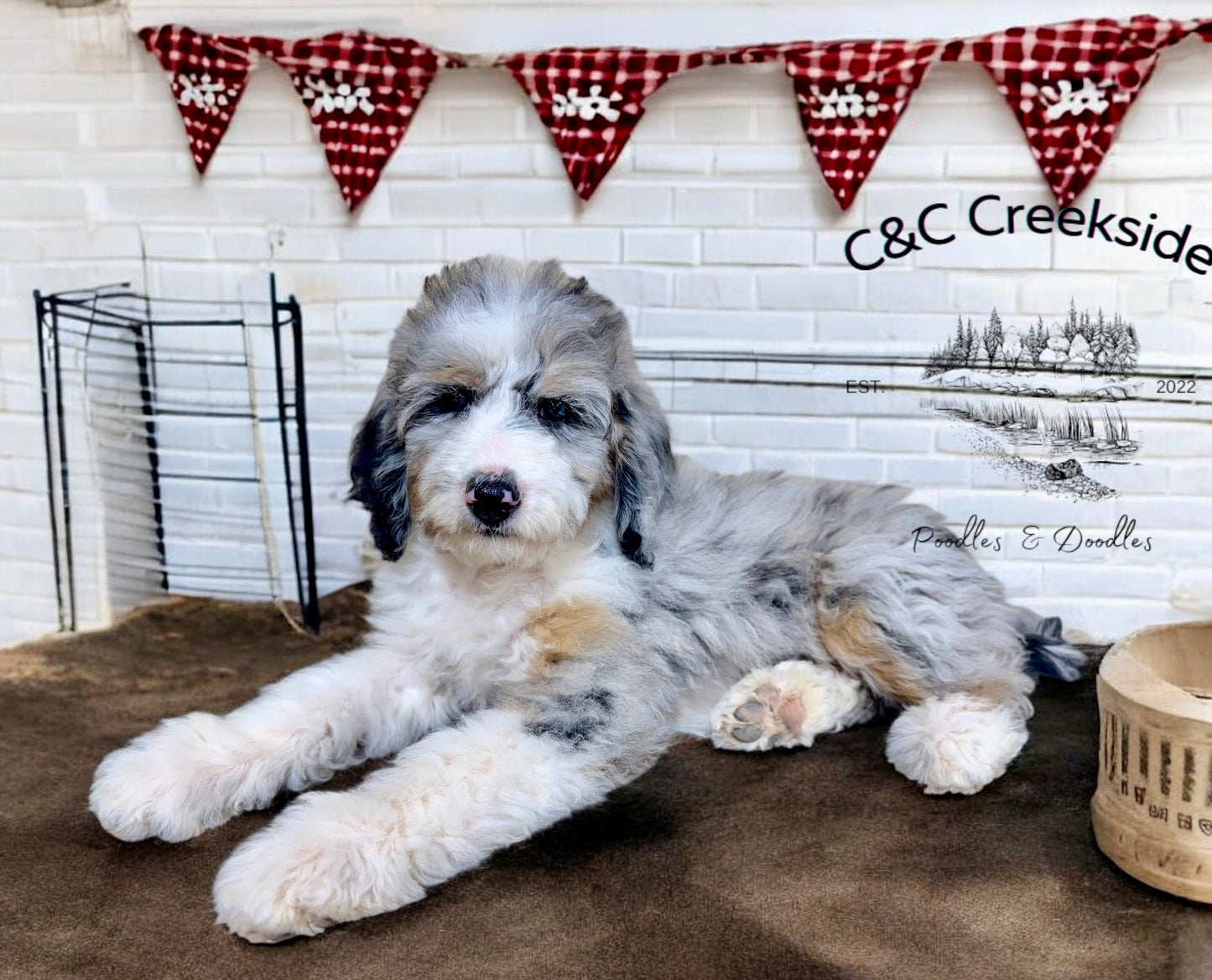 F1B Medium Bernedoodle (Female) "Nani”