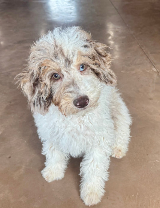 F1bb Micro/Mini Bernedoodle (male) "Chocolate Chip"