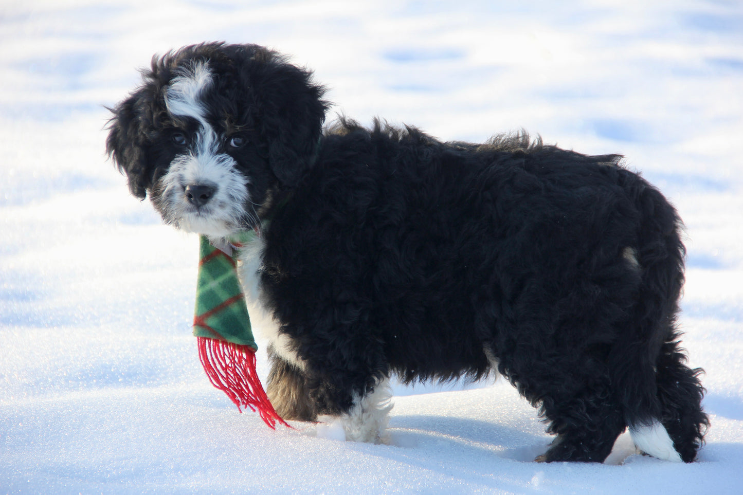 F1 Standard Bernedoodle (male) "Tank"