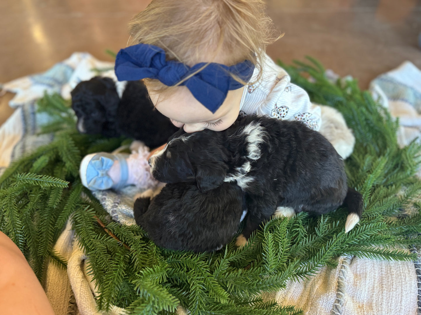F1B Mini/Medium Bernedoodle (male) "Jerry”