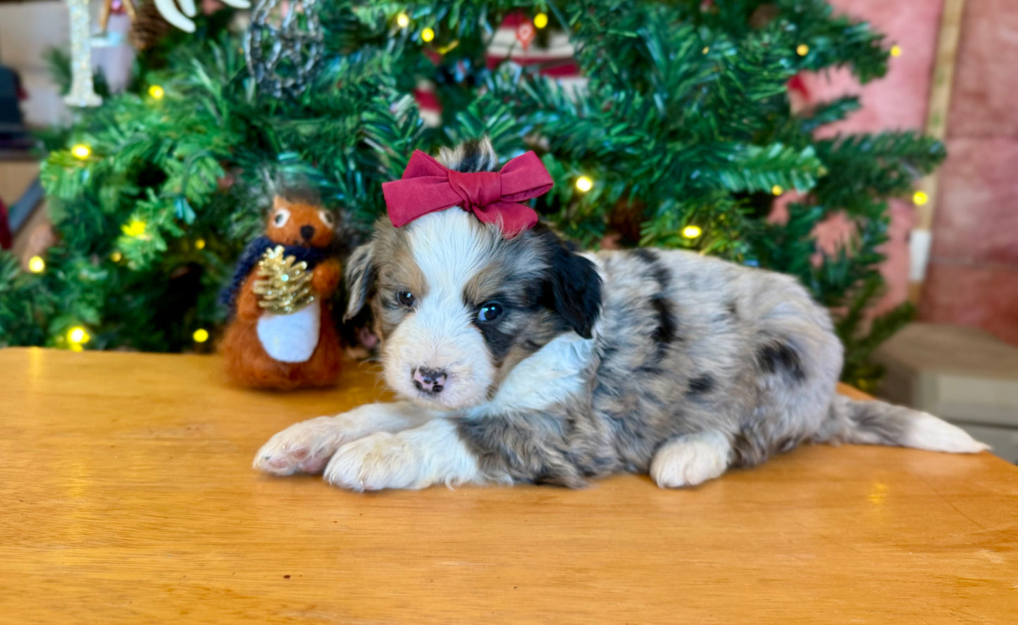 F1 Standard Bernedoodle (female) "Daisy”