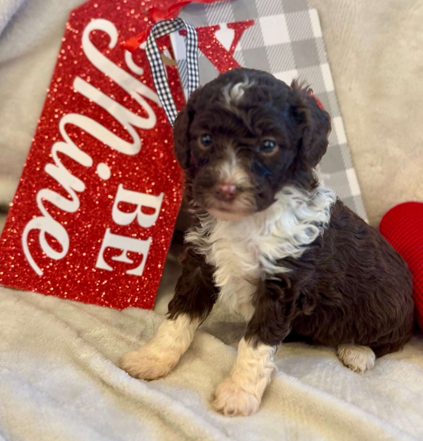 Micro Multigen Bernedoodle (female) "phoebe"