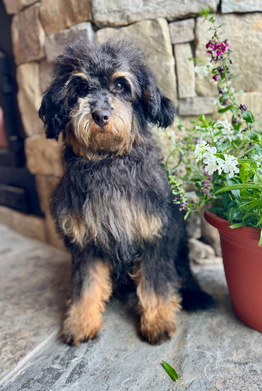 Micro/Mini Bernedoodle (female) "Pheasant”