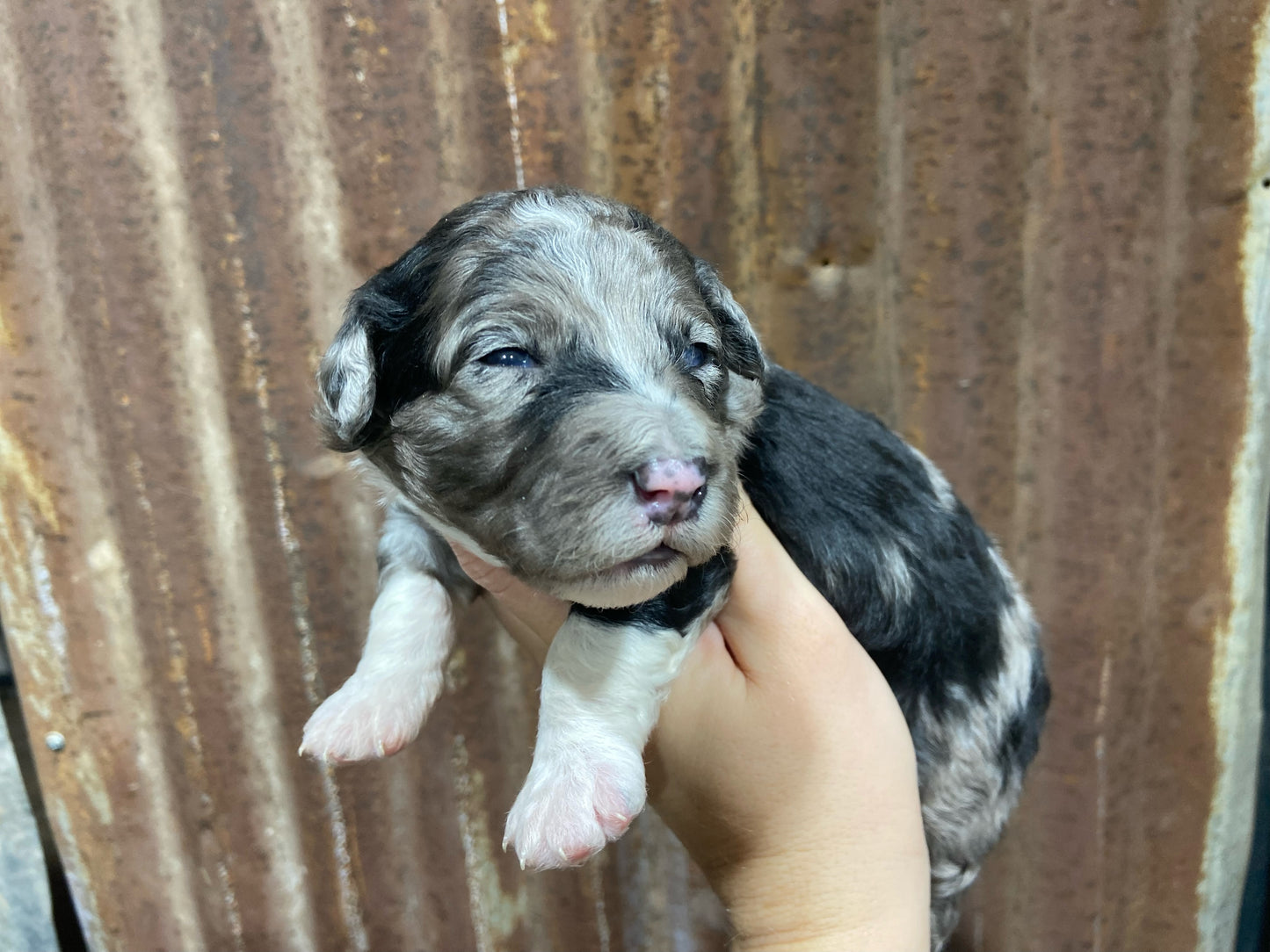 F1b Mini Bernedoodle (male) "Jess”