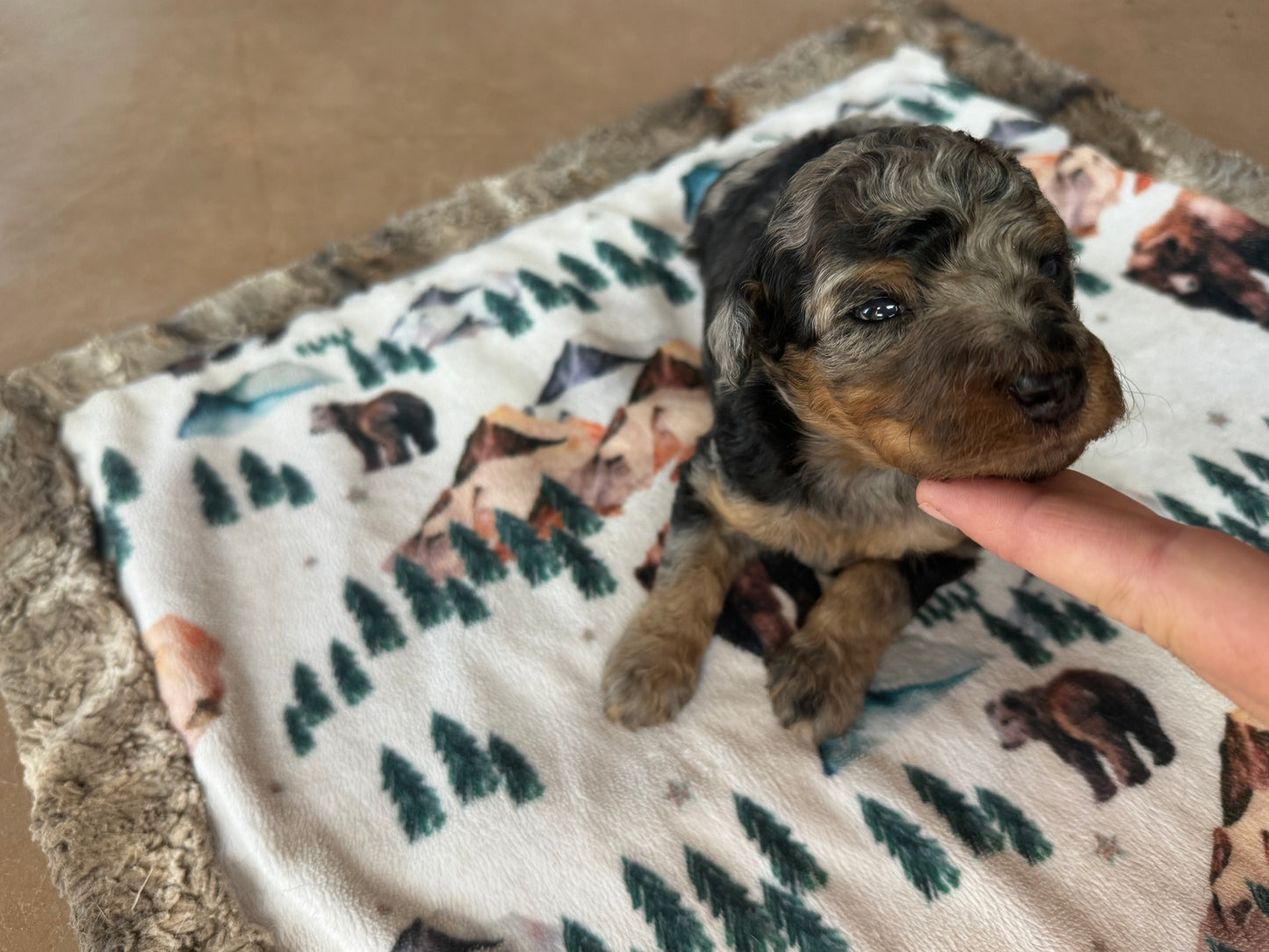 F1B Mini Bernedoodle (male) "Ham”