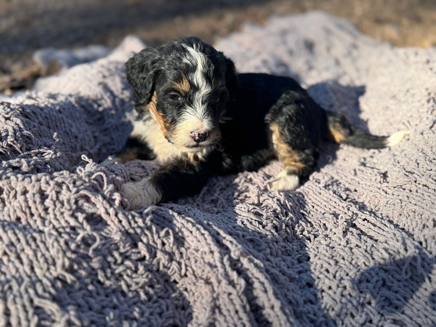 F1 Mini/medium Bernedoodle (female) "Abigail”