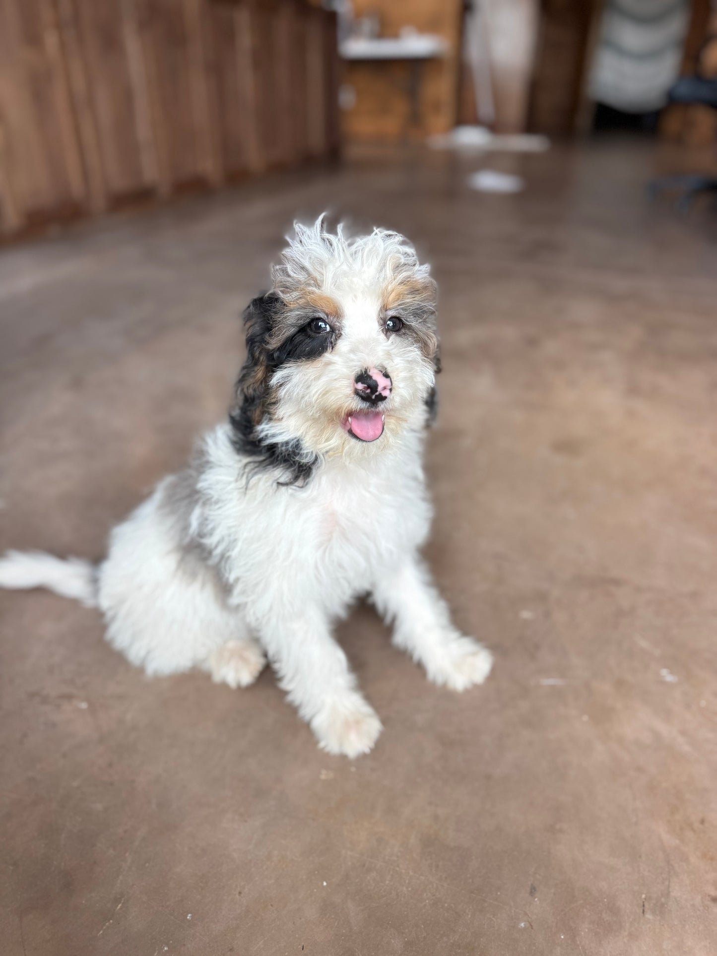 F1B mini Bernedoodle (male) “ Doc”
