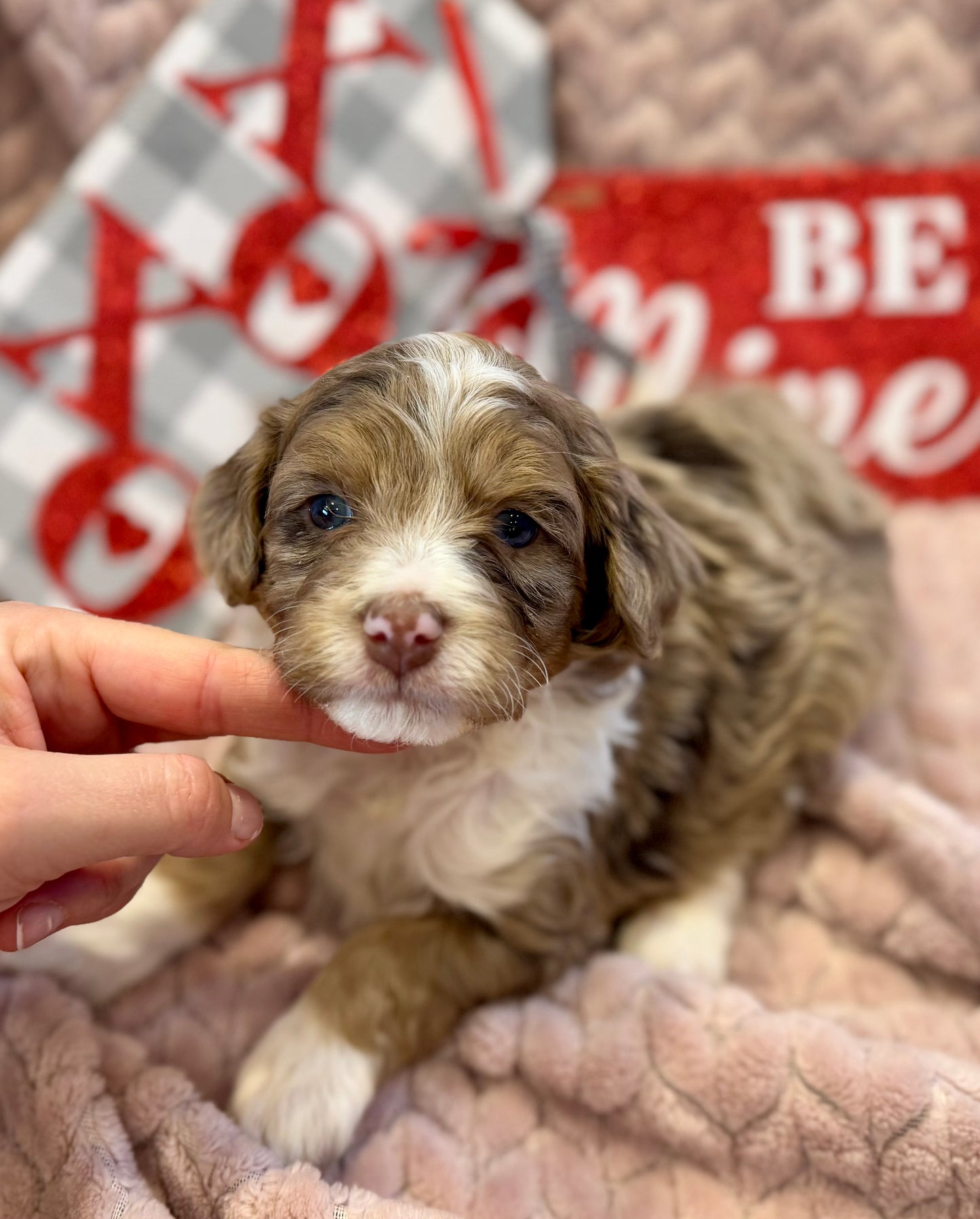 F1b Mini Bernedoodle (male) "Luke”