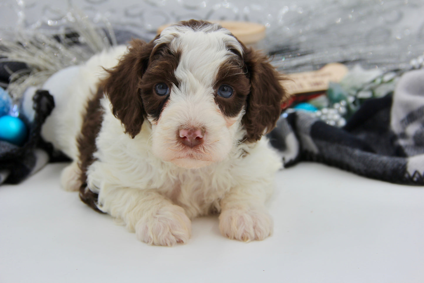 F1bb Micro/Mini Bernedoodle (female) "Miss Joey"