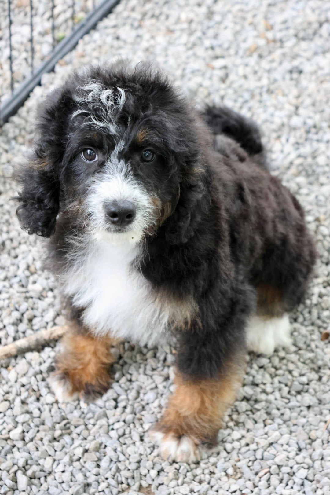F1B Mini Bernedoodle (male) "Frank”