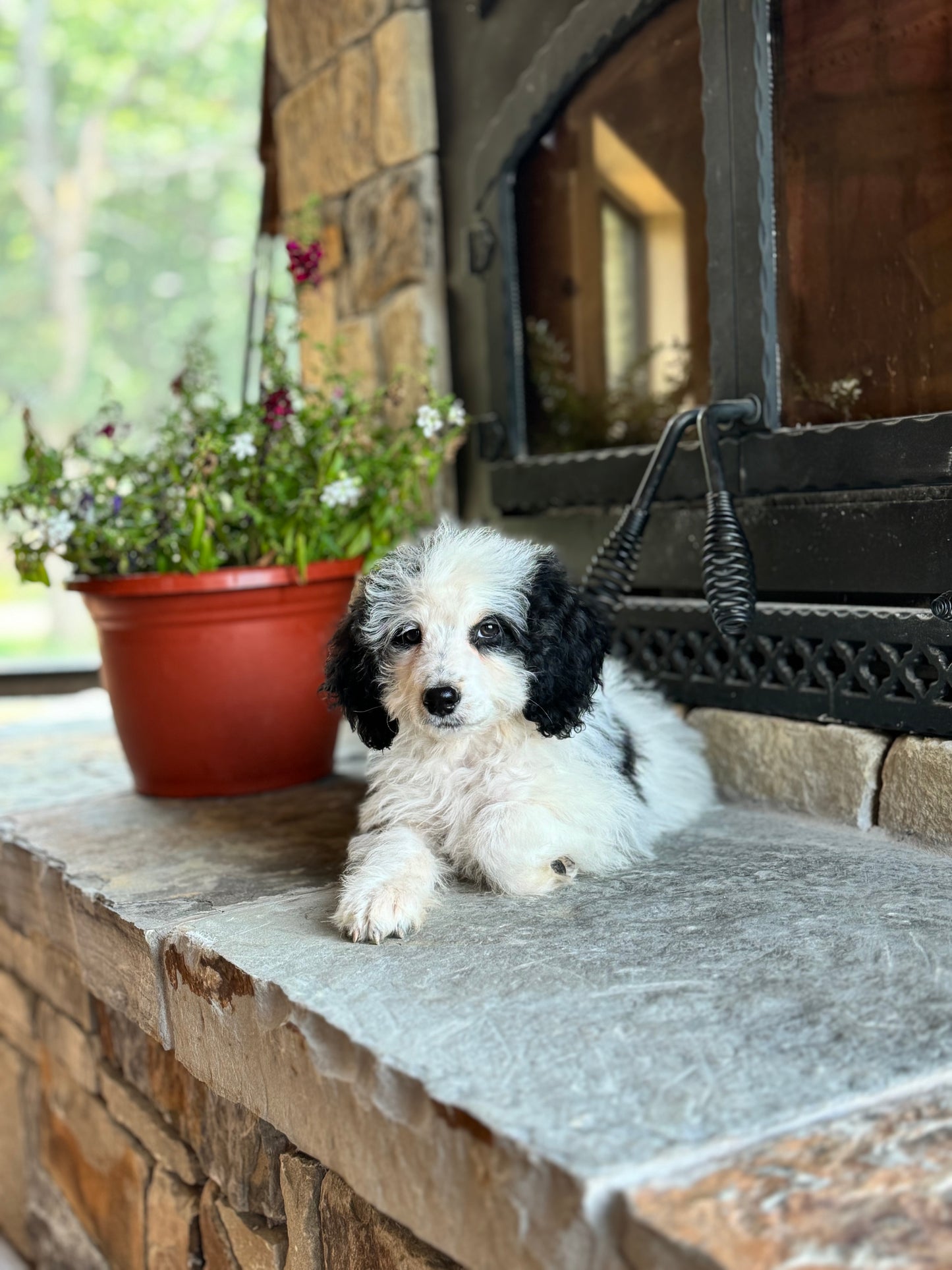 F1B Mini/ Medium Bernedoodle (female) “Diet Pepsi”