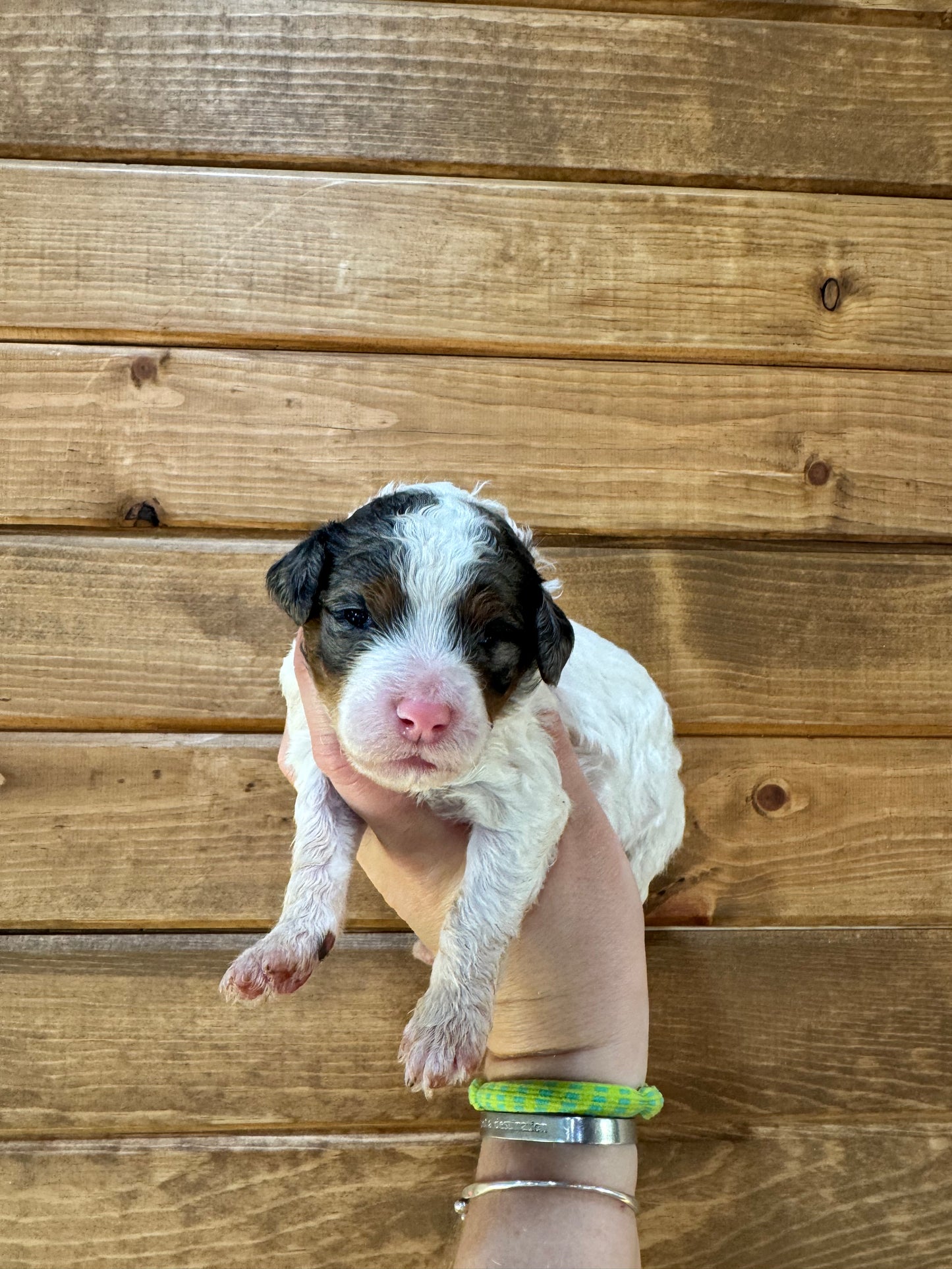 F1BB Micro/Mini Bernedoodle (female) "Bambi”